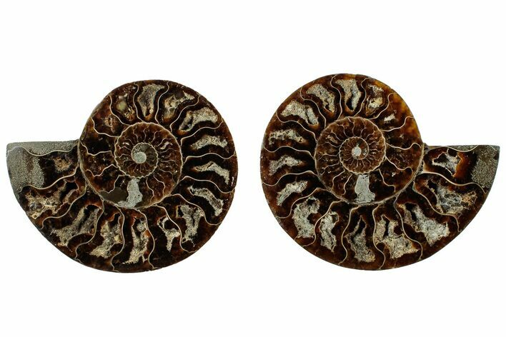 Cut & Polished, Crystal Filled Ammonite Fossil - Madagascar #308166